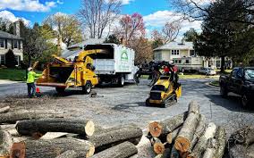 Reliable Palmdale, CA Tree Services Solutions