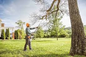 How Our Tree Care Process Works  in Palmdale, CA