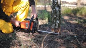 Best Seasonal Cleanup (Spring/Fall)  in Palmdale, CA