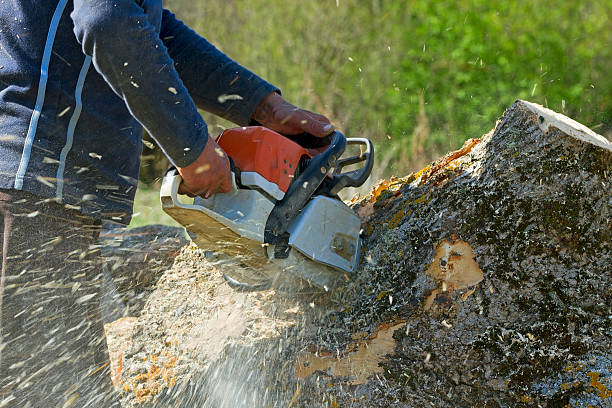 Best Hedge Trimming  in Palmdale, CA